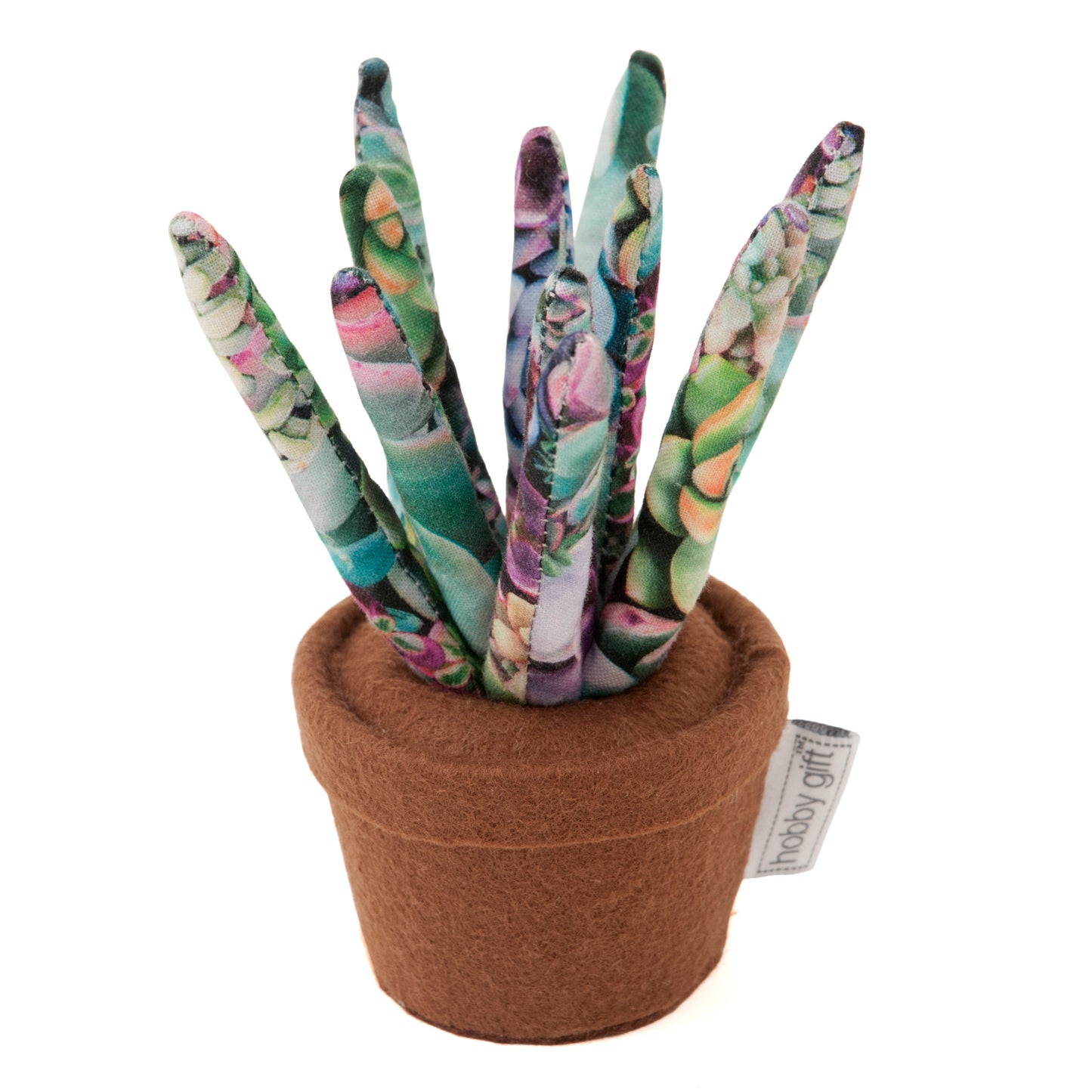 Pincushion: Succulent: Succulence
