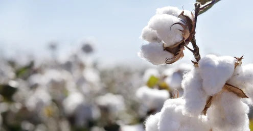 Scanfil Organic Thread 100 Metres (110 Yards) - 4817