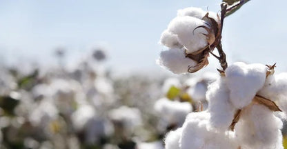 Scanfil Organic Thread 100 Metres (110 Yards) - 4833