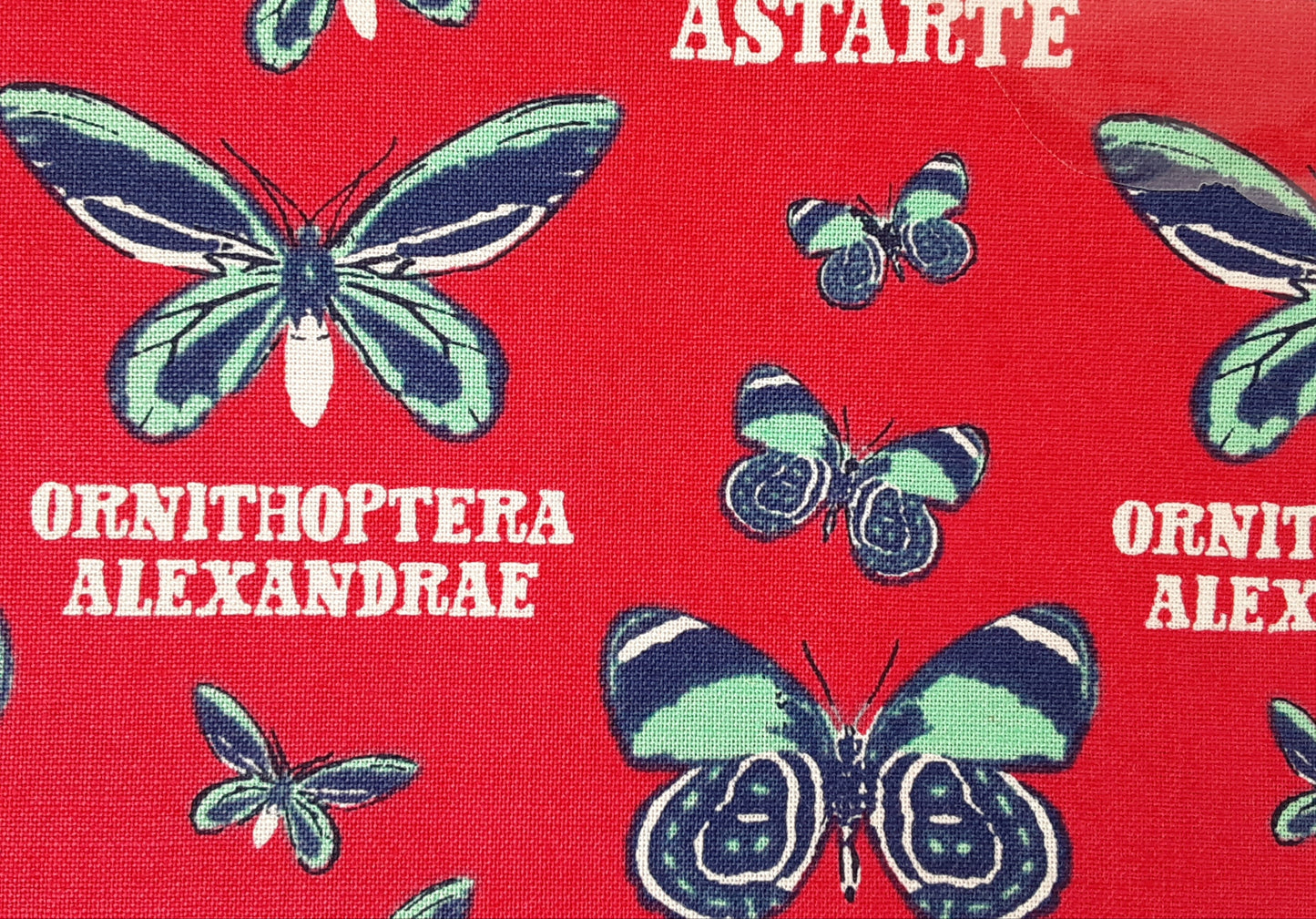 EXPLORE THE TROPICS – COTTON PRINTS -Butterfly